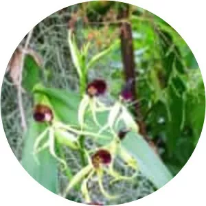 Clamshell orchid - Plants