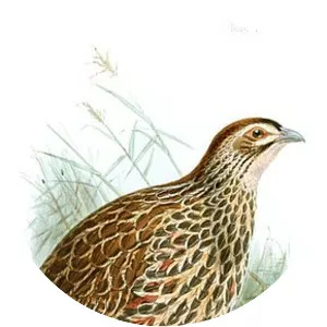 Clapperton's francolin