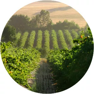 Clare Valley wine region - 