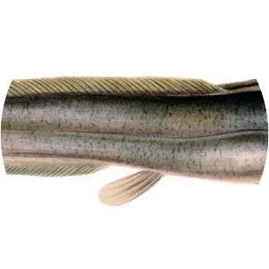 Clarias gariepinus