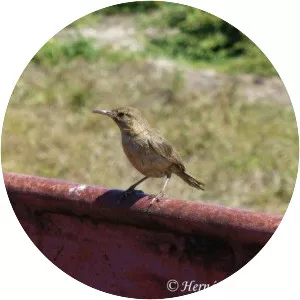 Clarión wren