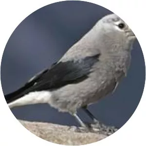Clark's nutcracker