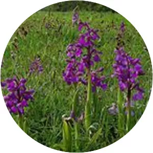 Clarke's Pool Meadow SSSI - 