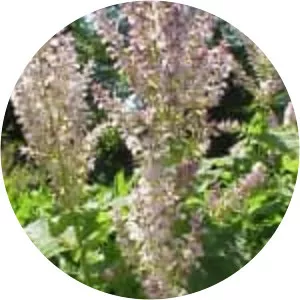 Clary - Plants