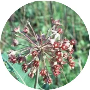 Clasping milkweed - Plants