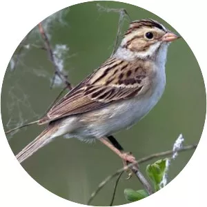 Clay-colored sparrow
