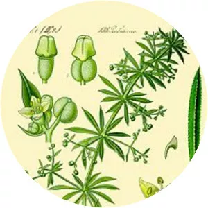 Cleavers