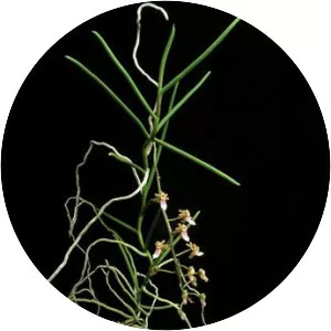 Cleisostoma simondii