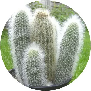 Cleistocactus strausii