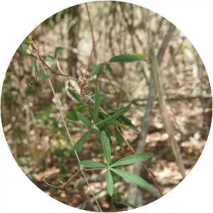 Clematicissus opaca - 