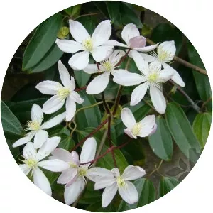 Clematis armandii
