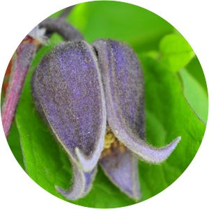 Clematis ianthina - 