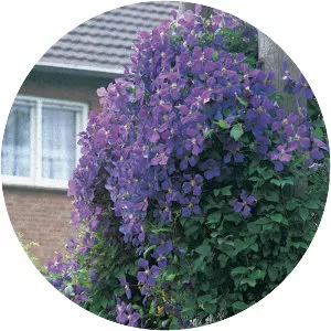 Clematis 'Jackmanii'