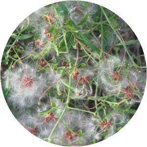 Clematis microphylla