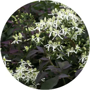 Clematis recta - Plants