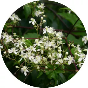 Clematis virginiana - Plants