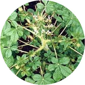 Cleome gynandra