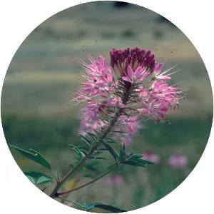 Cleome serrulata