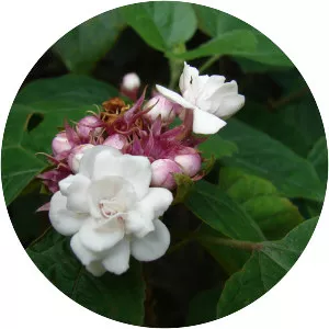Clerodendrum chinense - 