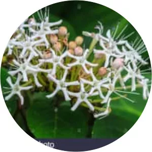 Clerodendrum colebrookianum