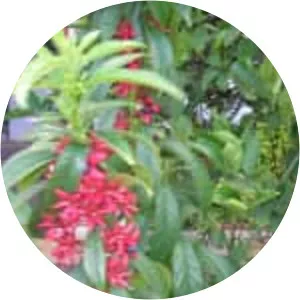 Clerodendrum indicum - 