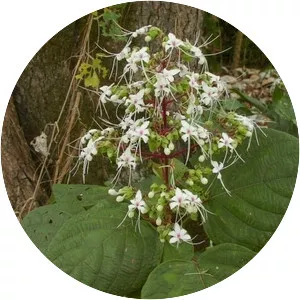 Clerodendrum infortunatum