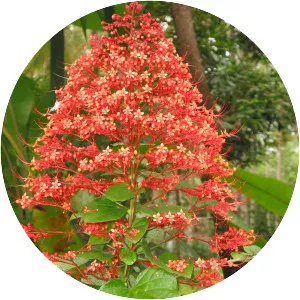 Clerodendrum paniculatum
