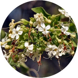 Clerodendrum phlomidis