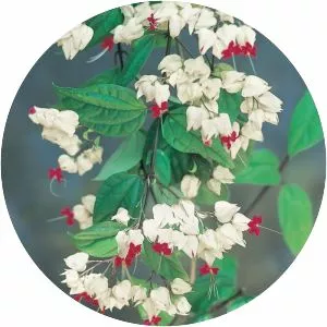 Clerodendrum