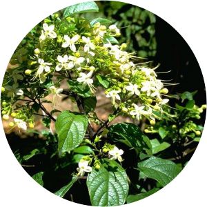Clerodendrum tomentosum - 