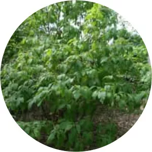 Clethra acuminata
