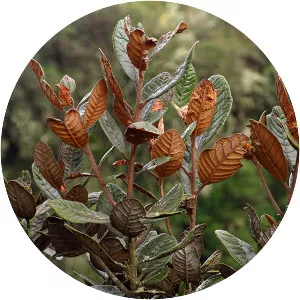 Clethra fimbriata - 