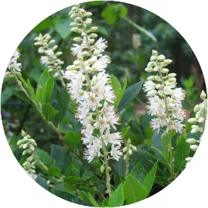 Clethra - Plants