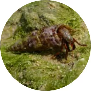 Clibanarius erythropus