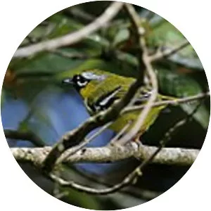 Clicking shrike-babbler