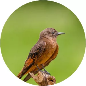 Cliff flycatcher - 