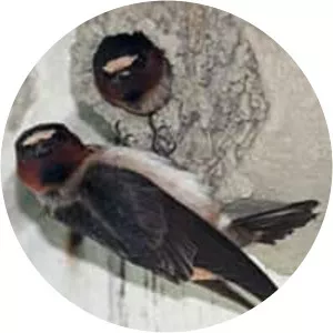 Cliff swallows - Birds