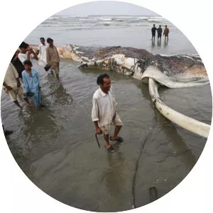 Clifton Beach, Karachi - 