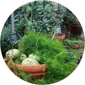 Climbing onion - Plants