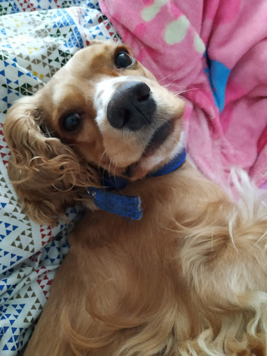 CLINIC VETERNINARIA BELEN - Veterinarian in Medellin, Colombia