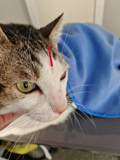 Clinica Veterinaria Montecerrao - Veterinarian in Oviedo, Spain