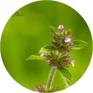 Clinopodium umbrosum - 