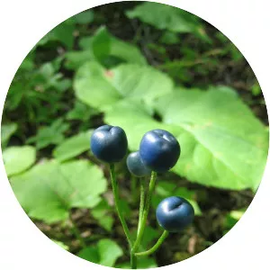 Clintonia - Plants