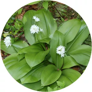 Clintonia udensis