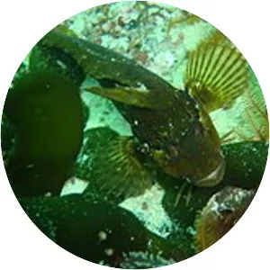 Clinus superciliosus - 