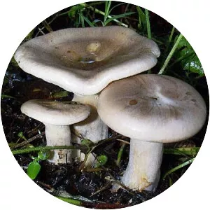 Clitocybe nebularis (Clitocybe Nebularis)