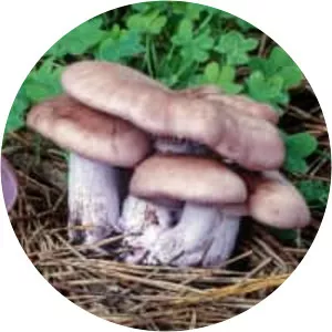 Clitocybe nuda