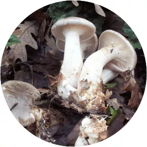 Clitocybe