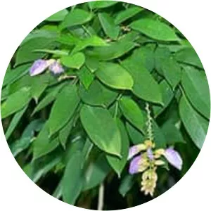 Clitoria fairchildiana