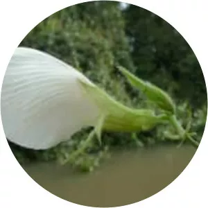Clitoria falcata - Plants